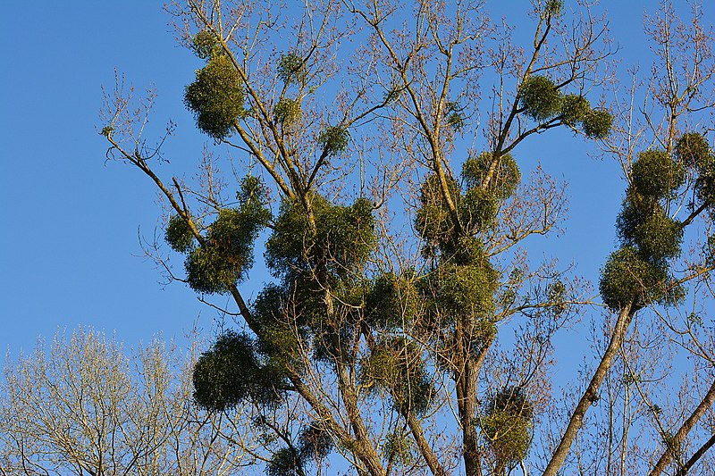 File:European Mistletoe Growing On Trees.jpg