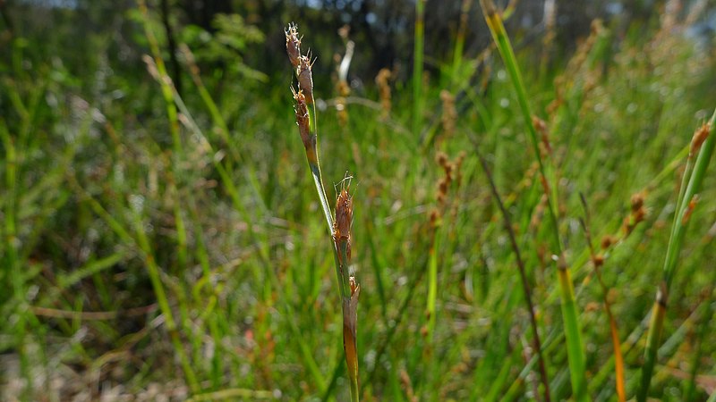 File:Eurychorda complanata male inflorescence (11962217413).jpg