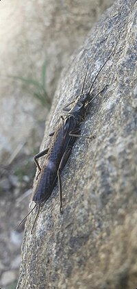 Miniatura para Eusthenia spectabilis