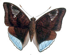 EuthaliaPhemius238 1.jpg