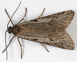 <i>Exapate congelatella</i> Species of moth