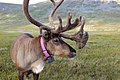 * Nomination Extraordinary tame reindeer at Saltfjellet --Frankemann 19:26, 18 September 2017 (UTC) Comment If you can add a species-specific category, this would be very helpful.--Ermell 07:03, 19 September 2017 (UTC) OK --Frankemann 19:07, 19 September 2017 (UTC) * Promotion Good quality. --Ermell 21:34, 20 September 2017 (UTC)