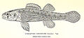 FMIB 32677 Etheostoma Aubeemaibeo.jpeg