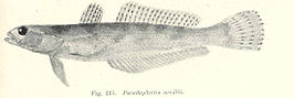 Pseudaphritis urvillii