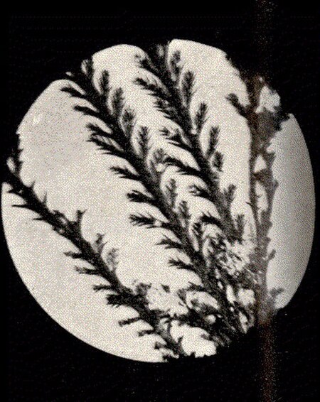 FMIB 52484 Polysiphonia dendroidea, a piece magnified.jpeg