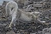 Arctic fox in the Russian Arctic National Park, Novaya Zemlya