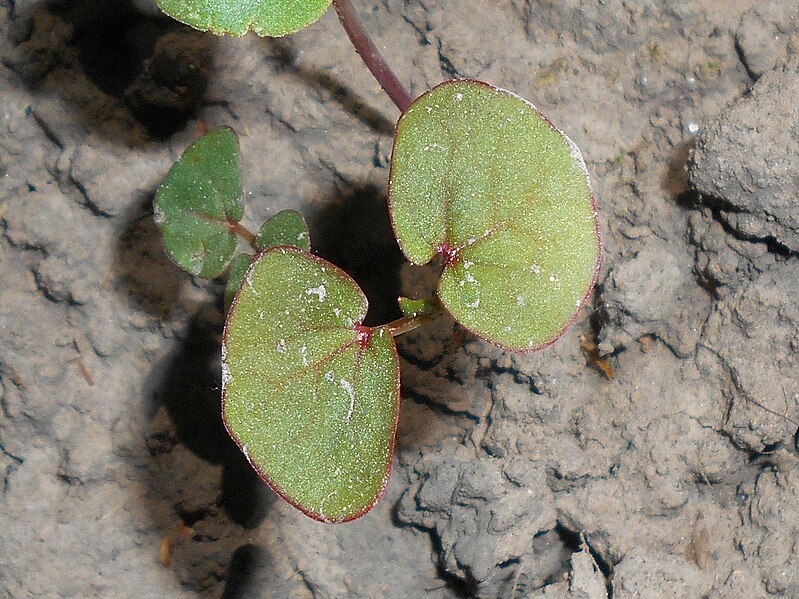 File:Fagopyrum tataricum 2018-05-04 0687.jpg