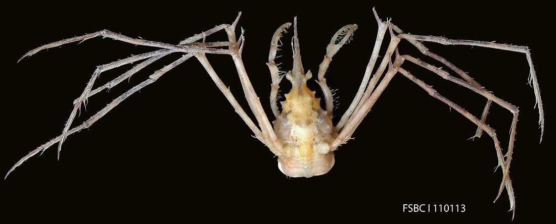 File:False Arrow Crab (11670914614).jpg