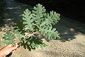 Le foglie del farnetto (Q.frainetto) sono grandi e profondamente lobate