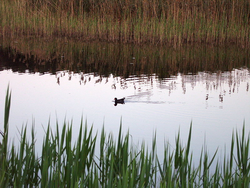 File:Fauna Portonovo.jpg