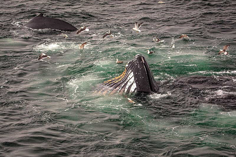 File:Feeding Humpback Whales, Gerlache Strait, Antarctic Peninsula (25701791850).jpg