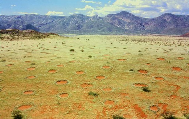 Rare 'fairy circles' discovered near Newman in Western Australia - ABC News