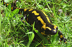 Eldsalamander