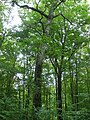 Drewno liściaste w lasach Bannoncourt.JPG