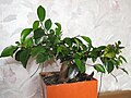 Ficus retusa bonsai 2. jpg