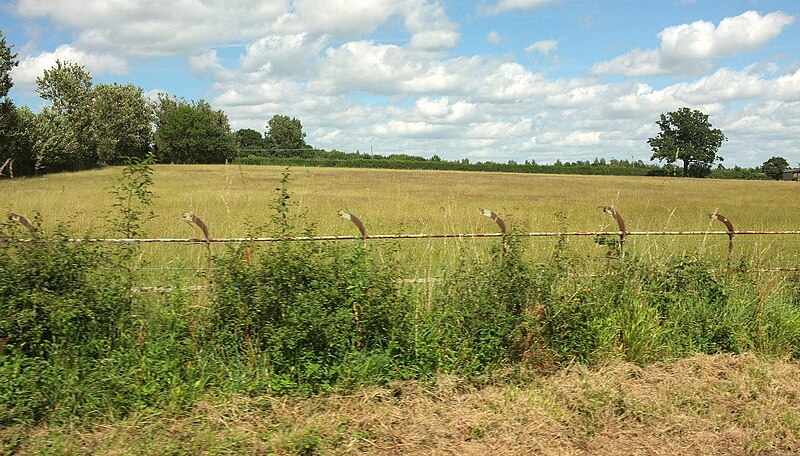 File:Field near Marybrook Farm - geograph.org.uk - 5455388.jpg