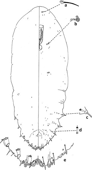 <i>Fiorinia theae</i> Species of scale insect