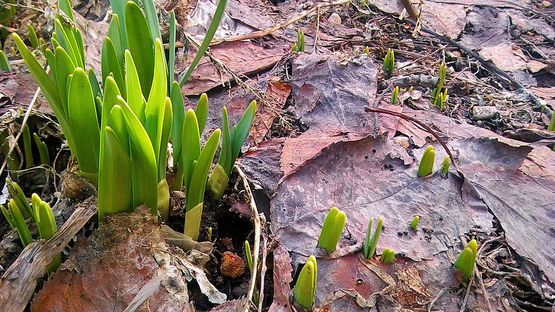 File:First spring sprouts of Narcissus 01.jpg