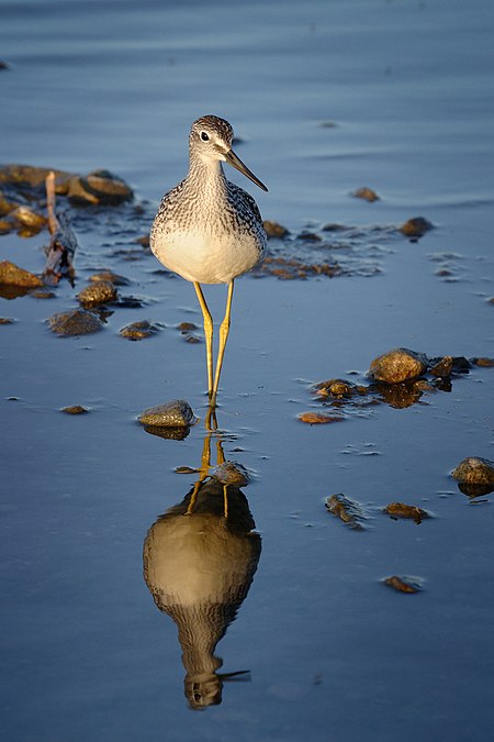 Tringa melanoleuca