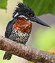 Flickr - Rainbirder - Giant Kingfisher (Megaceryle maxima) male (cropped).jpg