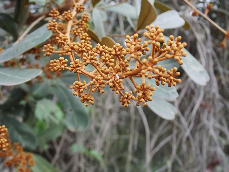 File:Flor marrom do cerrado.jpg