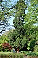 Mammutbaum (gepflanzt um 1864)