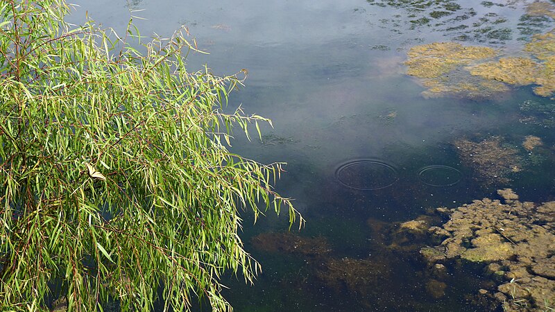 File:Flora y fauna en Santa María de los Ángeles, Jalisco.JPG