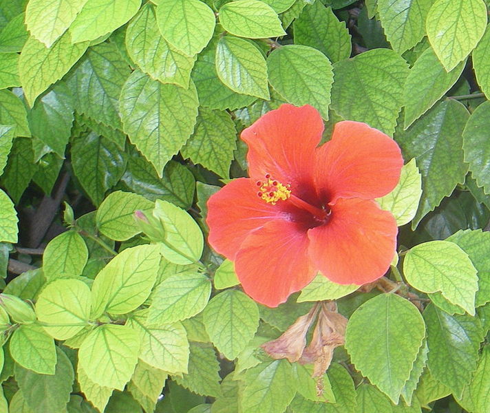 File:Flower in Israel.JPG