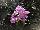 Flowers of Lagerstroemia speciosa 20170914.jpg