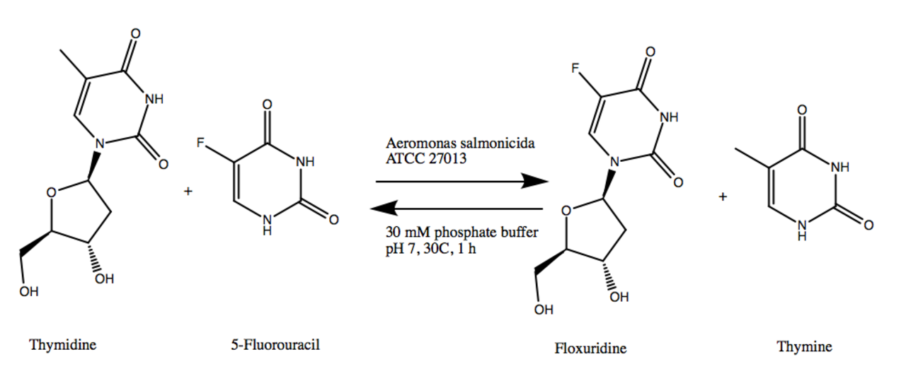Тимин синтез. Фторурацил Синтез. Флоксуридин. Aeromonas salmonicida микроскопия. Флуороурацил идентификация.