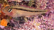 Thumbnail for Common triplefin