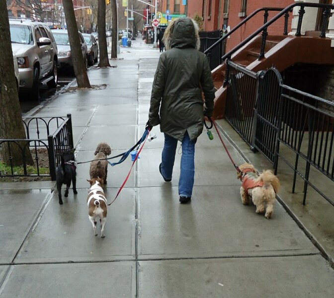 File:Fort Greene Brooklyn NY assorted photos near Fulton Street 2 lady walking four dogs.jpg