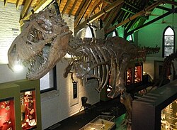 Hurtig grad Terapi Australian Fossil and Mineral Museum - Wikipedia