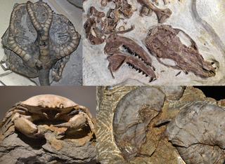 <span class="mw-page-title-main">Fossil</span> Preserved remains or traces of organisms from a past geological age