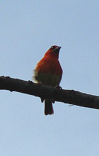 Aldabra fody Species of bird