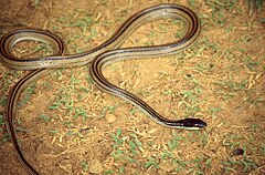 Description de l'image Four-striped Snake (Dromicodryas quadrilineatus) (44586359004).jpg.
