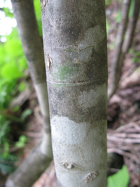 File:Fraxinus lanuginosa f. serrata 3.JPG