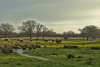 Knepp Wildland English rewilding project