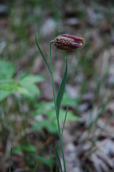 File:Fritillaria orientalis PID1278-1.jpg