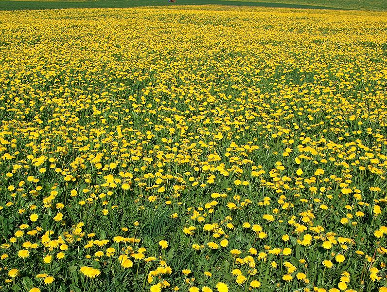 صورة:Frühling blühender Löwenzahn.jpg