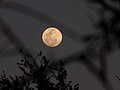 Picture of the Full Moon that was taken behind some tree branches. Taken March 1, 2018.