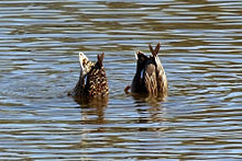 Female and male dabbling, WWT London Wetland Centre, Barnes Gadwall (Anas strepera) female and male dabbling.jpg