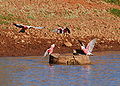 Galahs landing for a drink in the Rawnsley Park Dam, Near the Flinders Ranges, South Australia