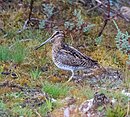 aves De Argentina