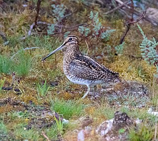 <span class="mw-page-title-main">Puna snipe</span> Species of bird