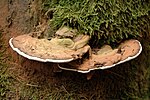 Miniatura para Ganoderma