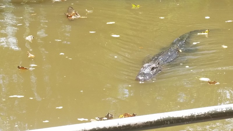 File:Gator in Lousiana bayou swim.jpg