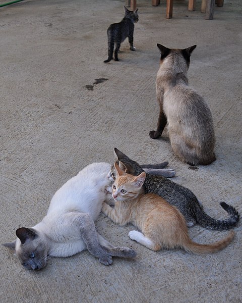 File:Gatos (5340170353).jpg