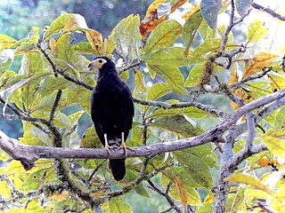 <span class="mw-page-title-main">Tapirapé Biological Reserve</span>