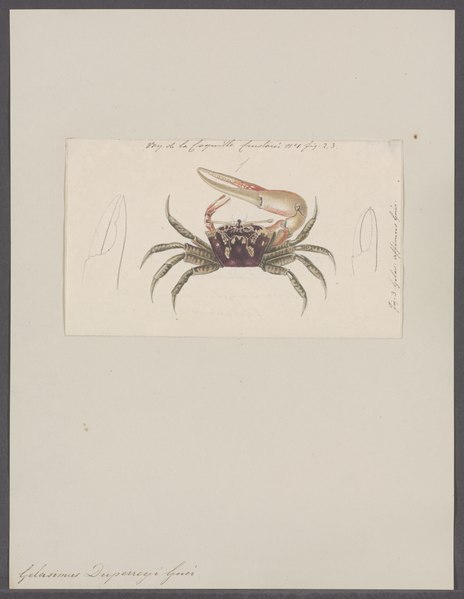 File:Gelasimus duperreyi - - Print - Iconographia Zoologica - Special Collections University of Amsterdam - UBAINV0274 094 02 0004.tif